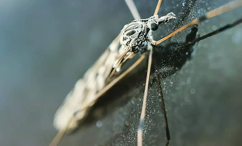 فيروس "أوروبوش"