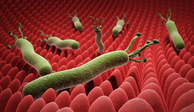 جرثومة المعدة