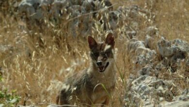 أصوات الحيوانات