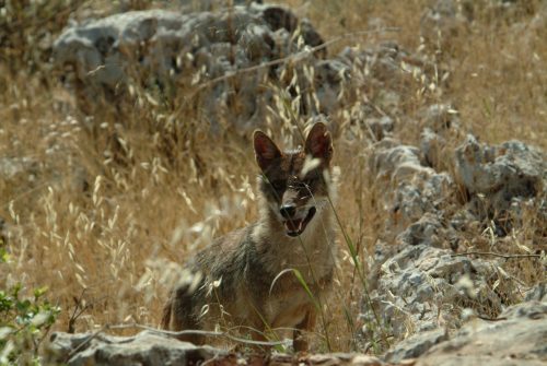 أصوات الحيوانات