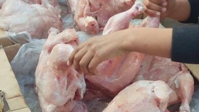 دخول الدجاج المجمد إلى غزة بأسعار خيالية بعد 4 أشهر
